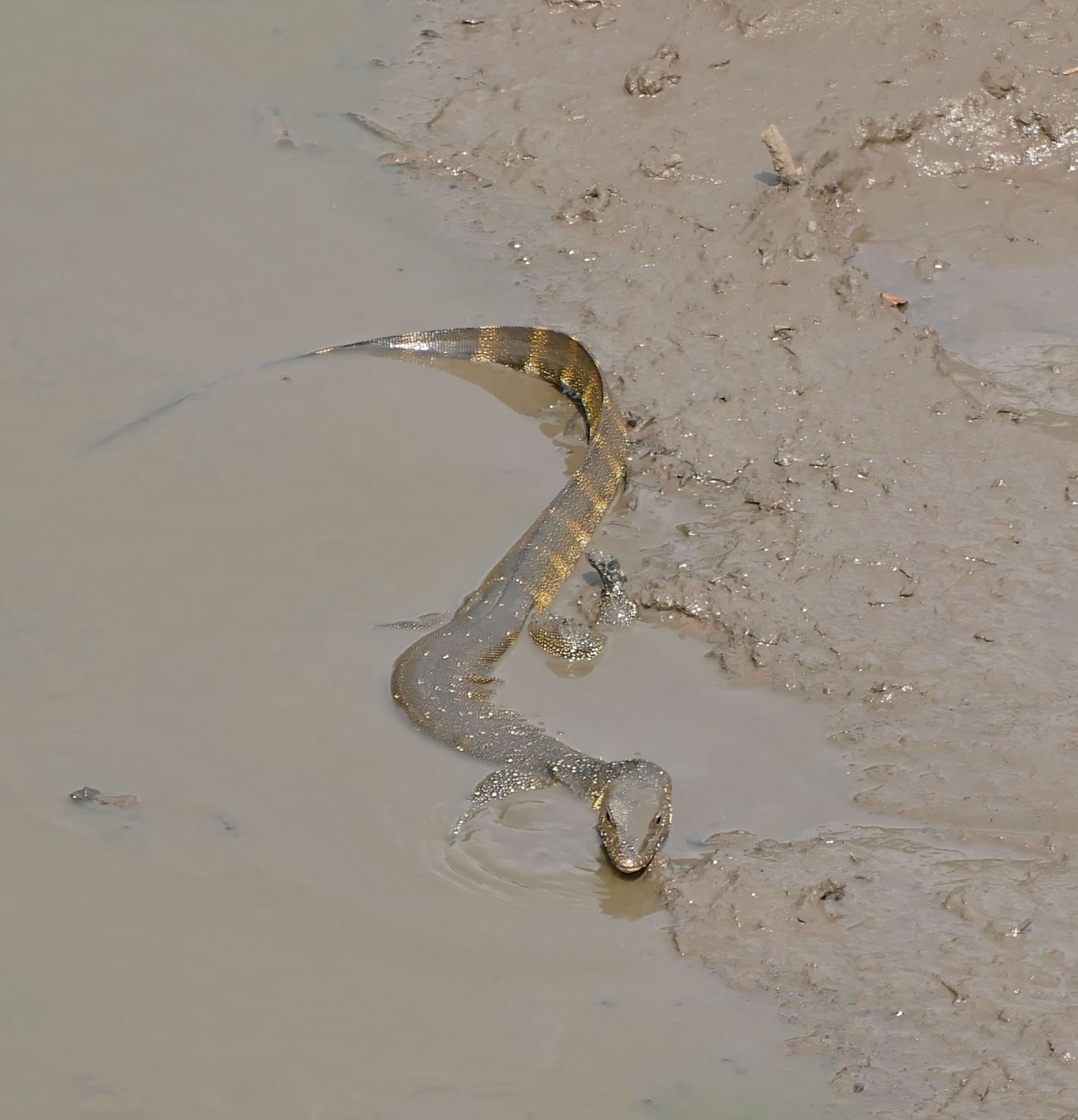 Image of Varanus niloticus