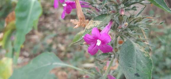 Image of Ruellia inundata Kunth