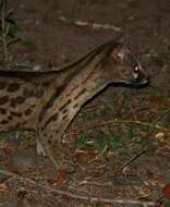 Image of Blotched Genet