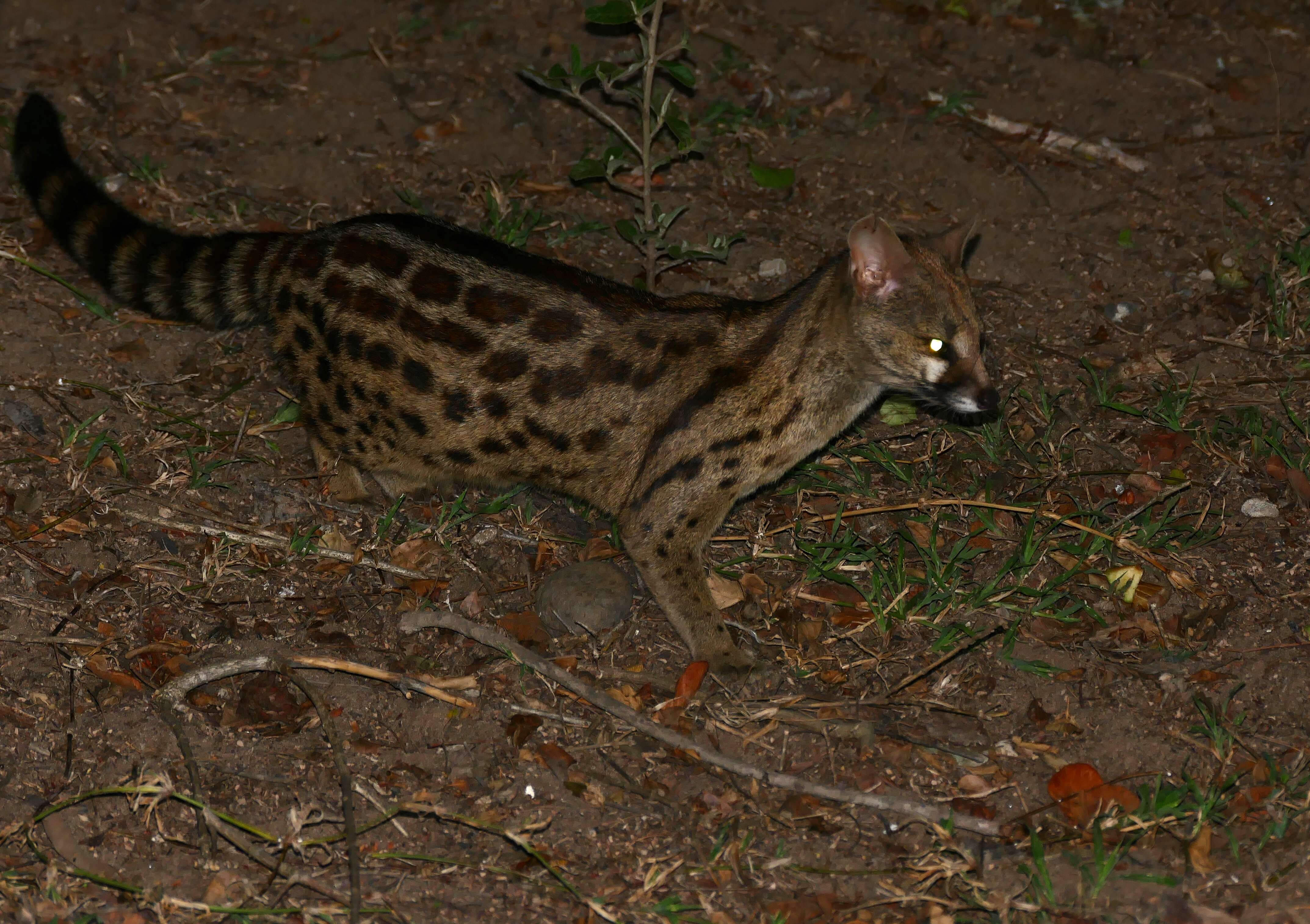 Image of Blotched Genet