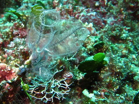 Image of bluestriped light bulb tunicate