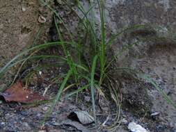 Image of Carex phalaroides Kunth