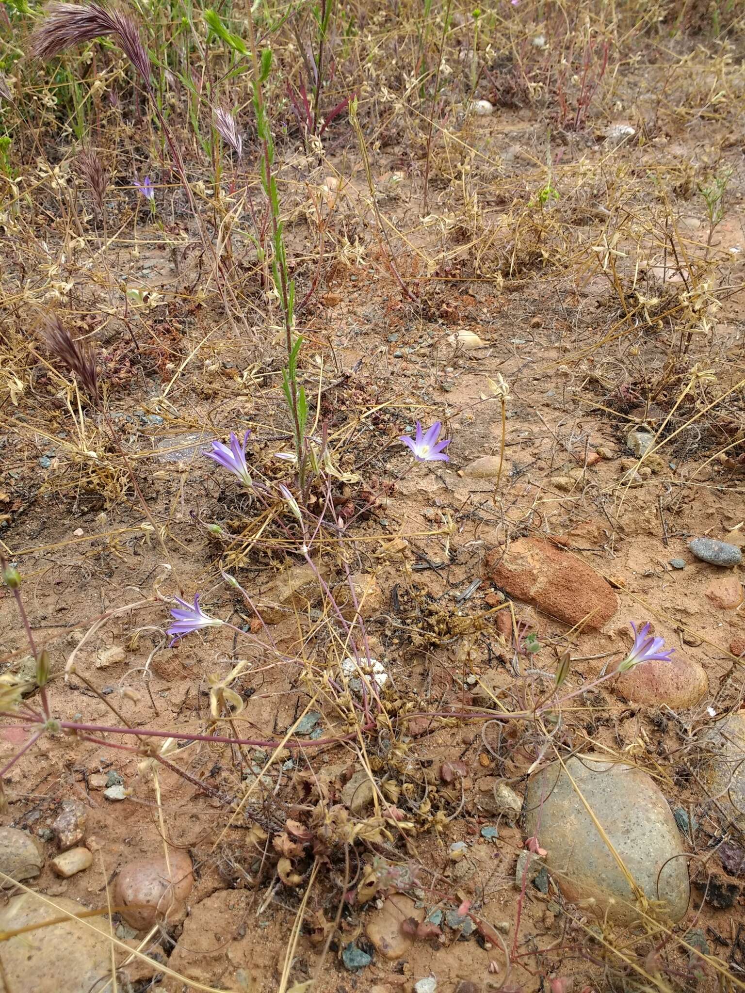 Image de Brodiaea orcuttii (Greene) Baker