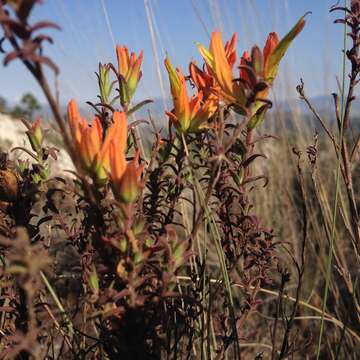 Image of <i>Castilleja <i>tenuiflora</i></i> var. tenuiflora