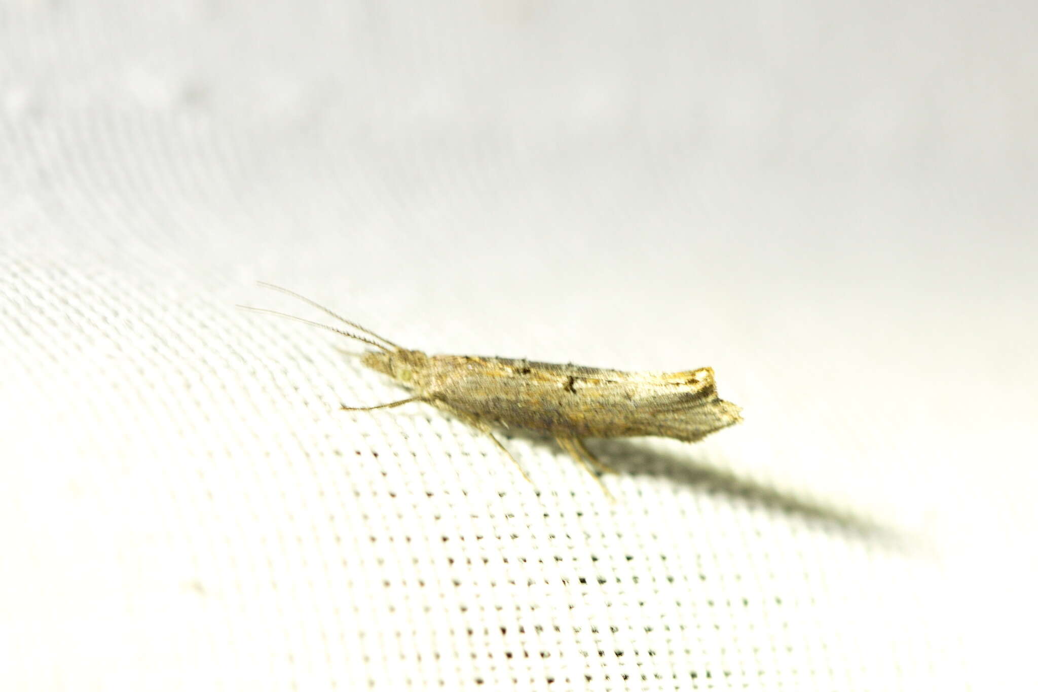 Image of Ypsolopha horridella (Treitschke 1835)