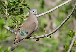 Image of Emerald-spotted Dove