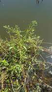 Imagem de Ludwigia leptocarpa (Nutt.) Hara