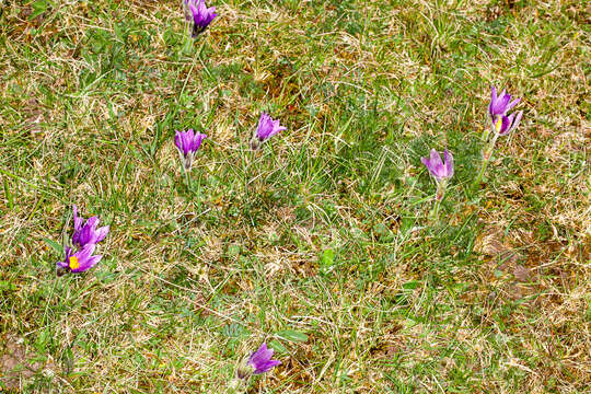 Image of European pasqueflower