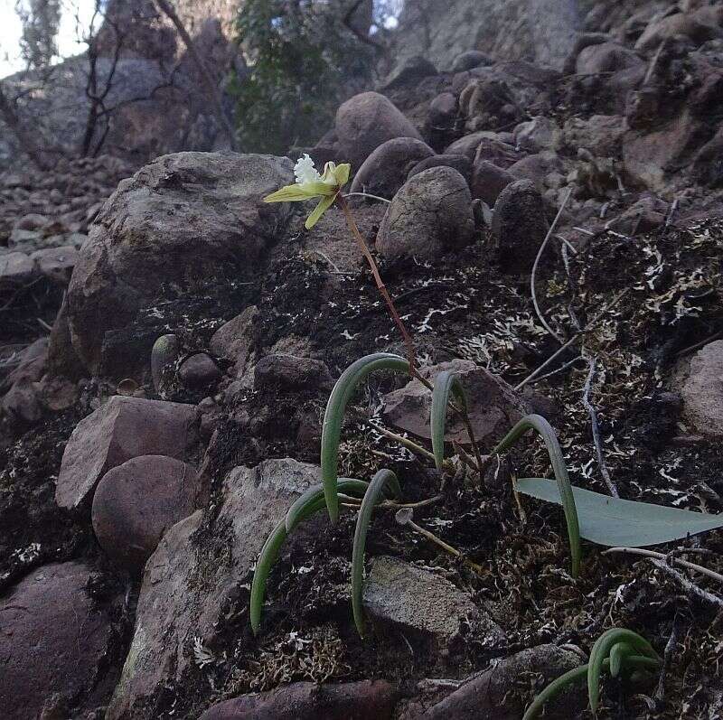 Dendrobium striolatum Rchb. fil. resmi