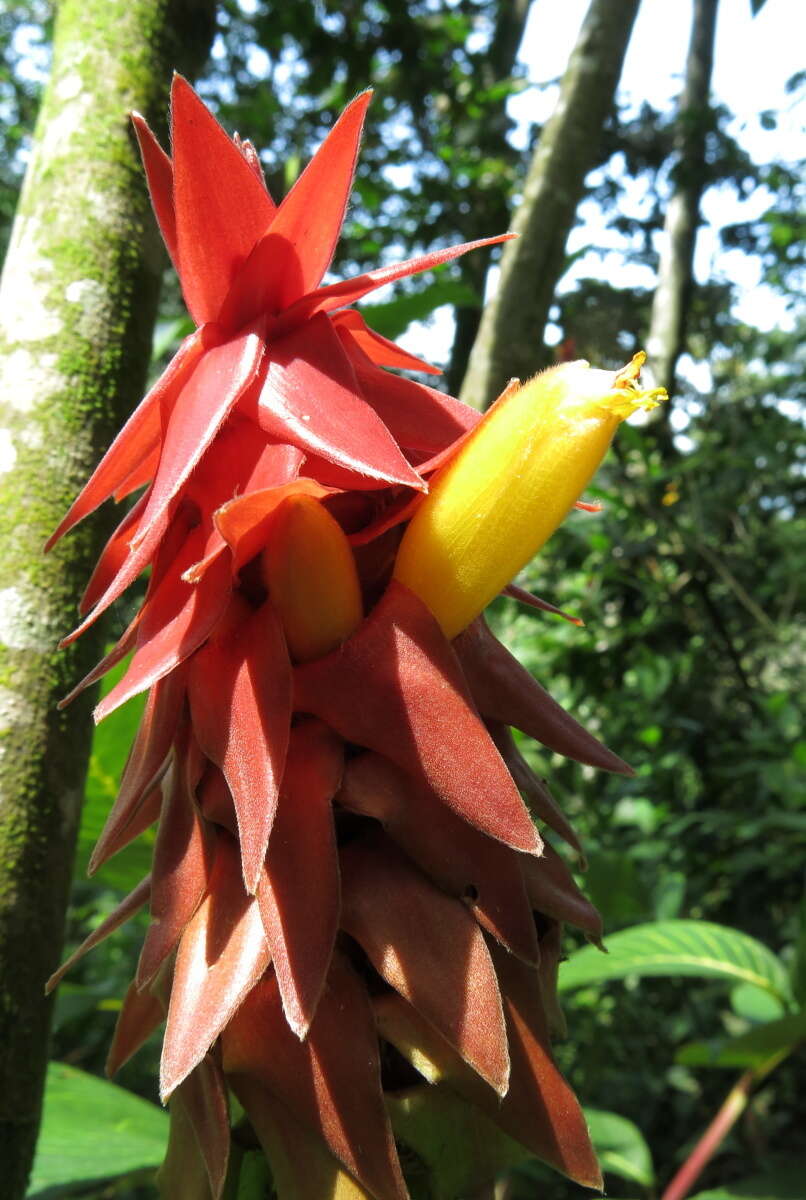 Image of Costus comosus var. bakeri (K. Schum.) Maas