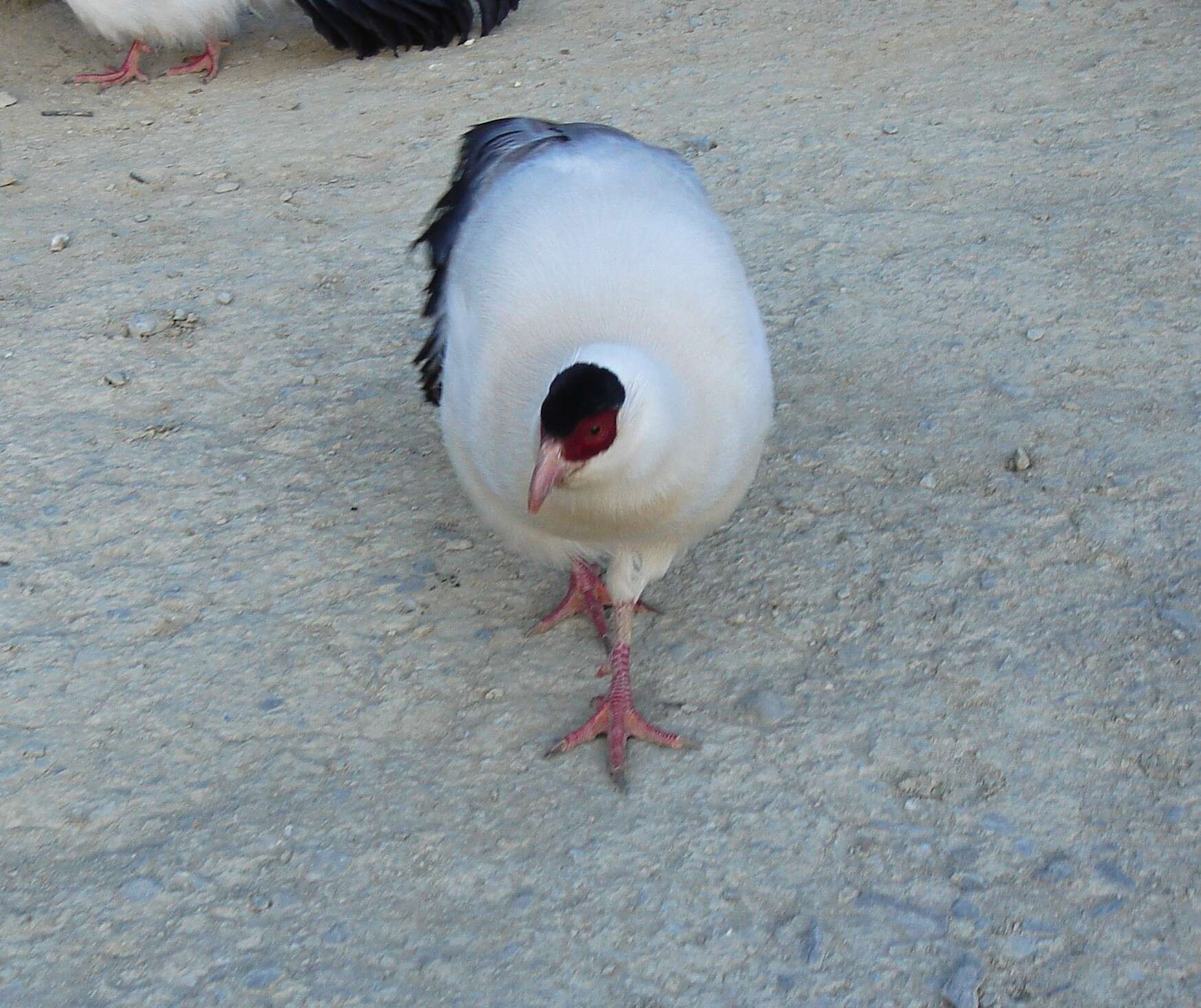 Image of White Eared Pheasant