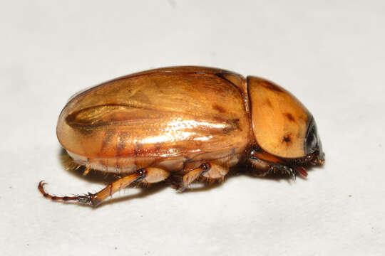 Слика од Cyclocephala lunulata Burmeister 1847