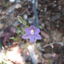 Image de Thelymitra queenslandica Jeanes