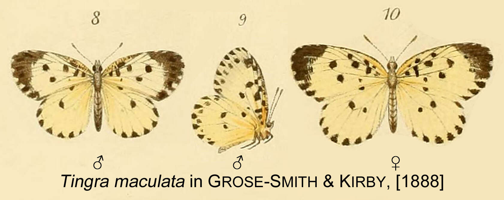 Image of Pentila maculata (Kirby 1887)