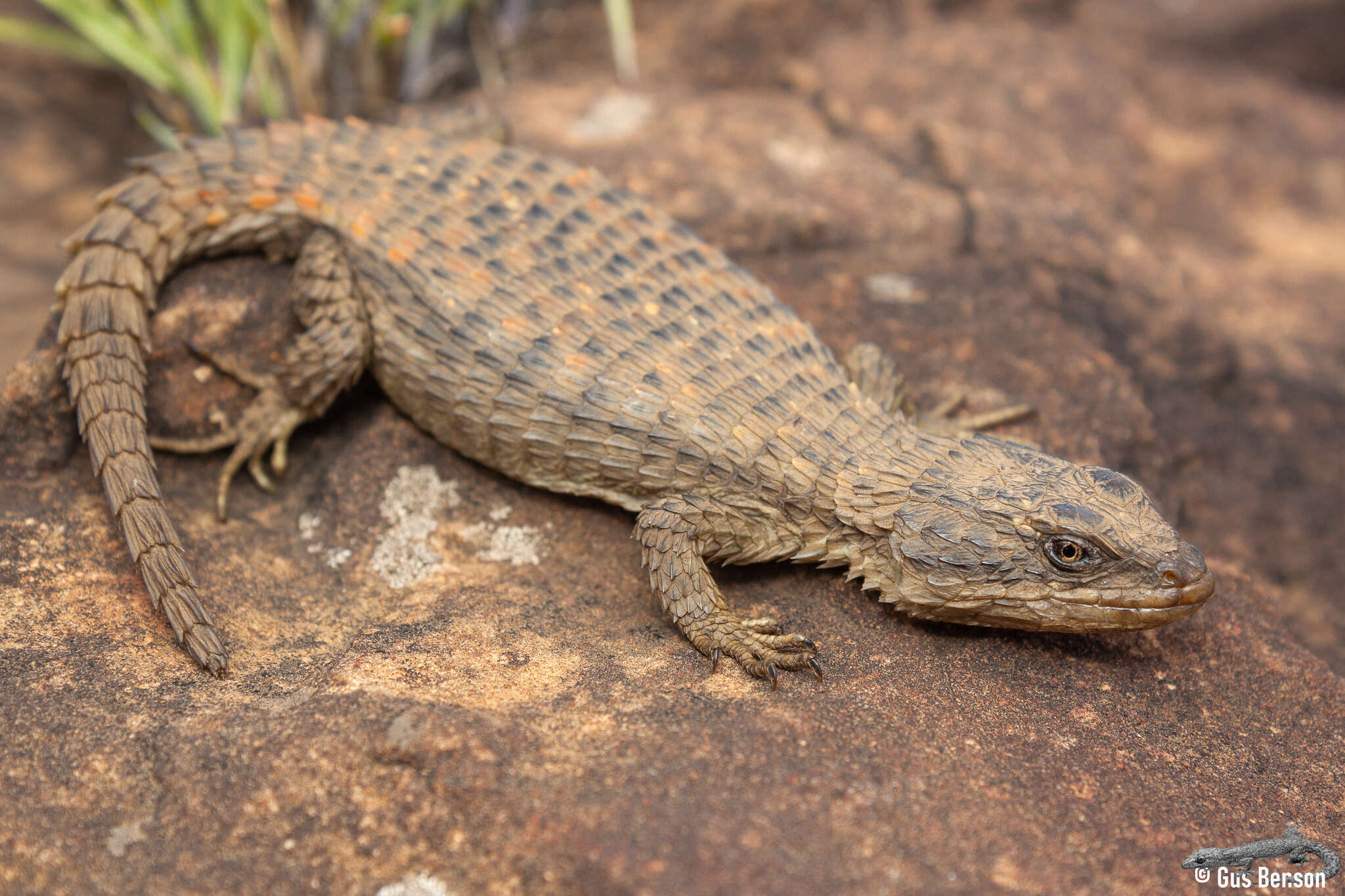 Image of Transvaal girdled lizard