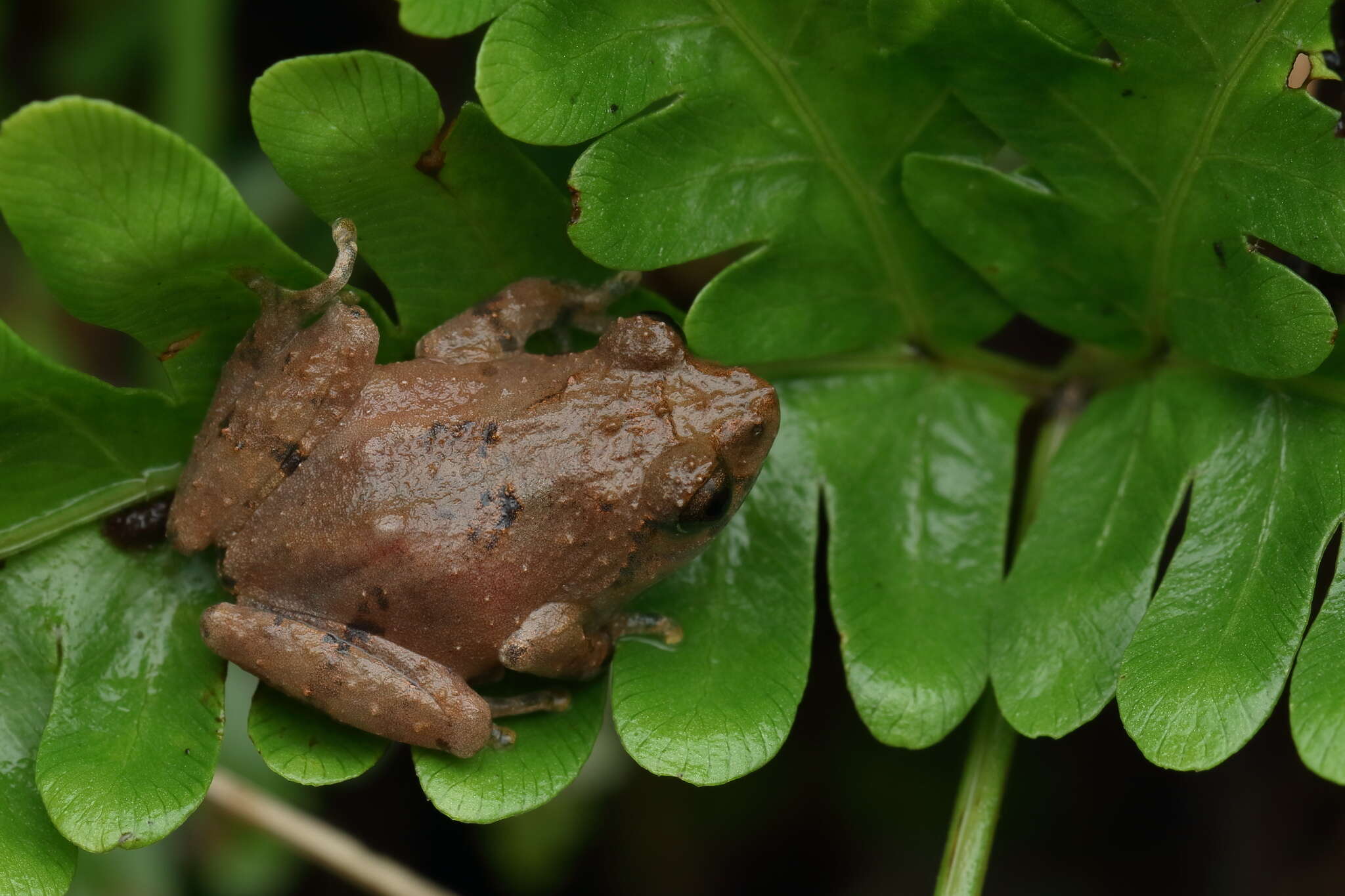 Image of Kudremukh bush frog