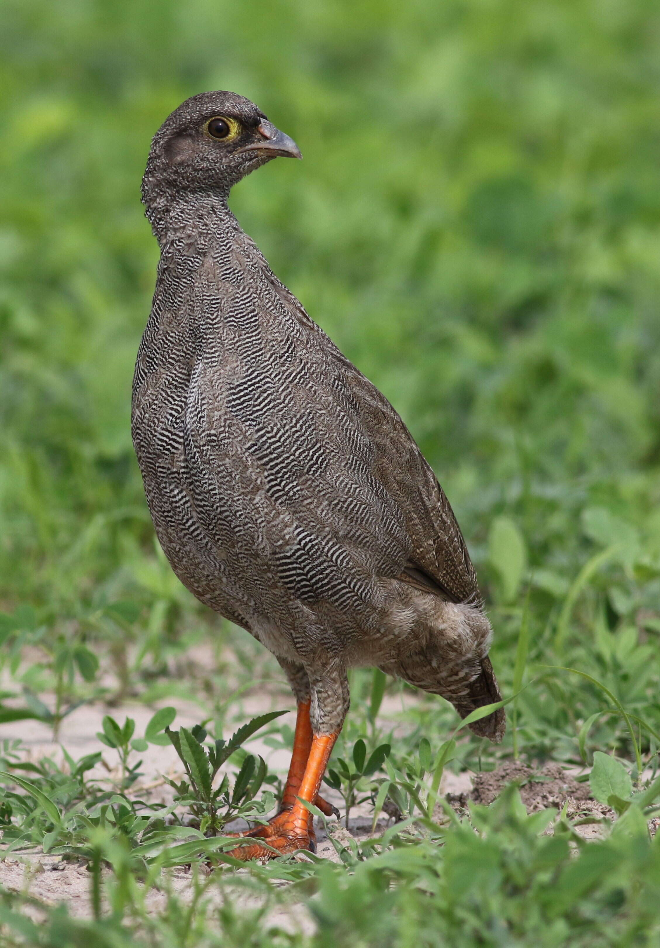 Image of Red-billed Francolin