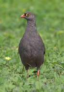 Image of Red-billed Francolin