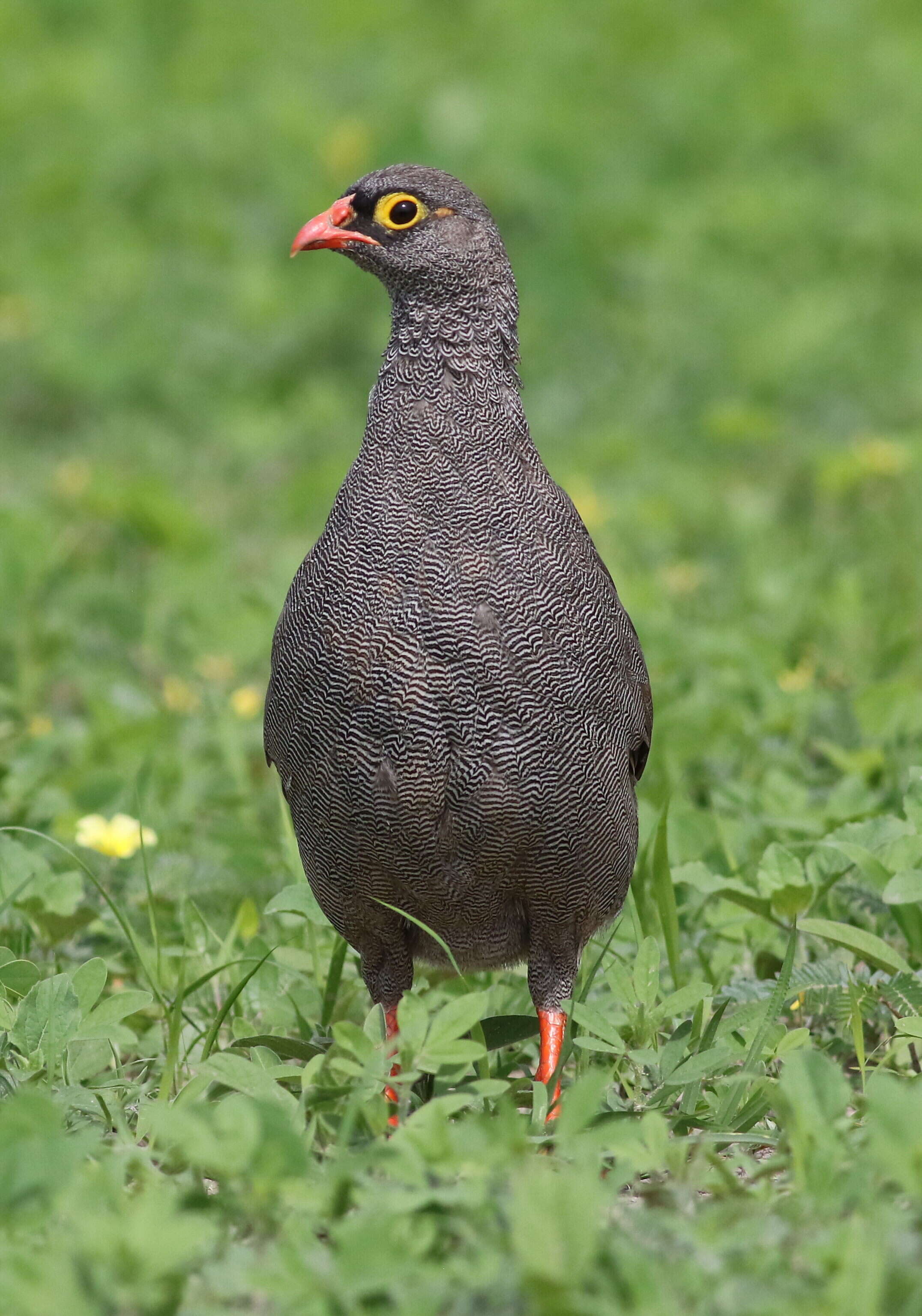 Image of Red-billed Francolin