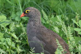 Image of Red-billed Francolin