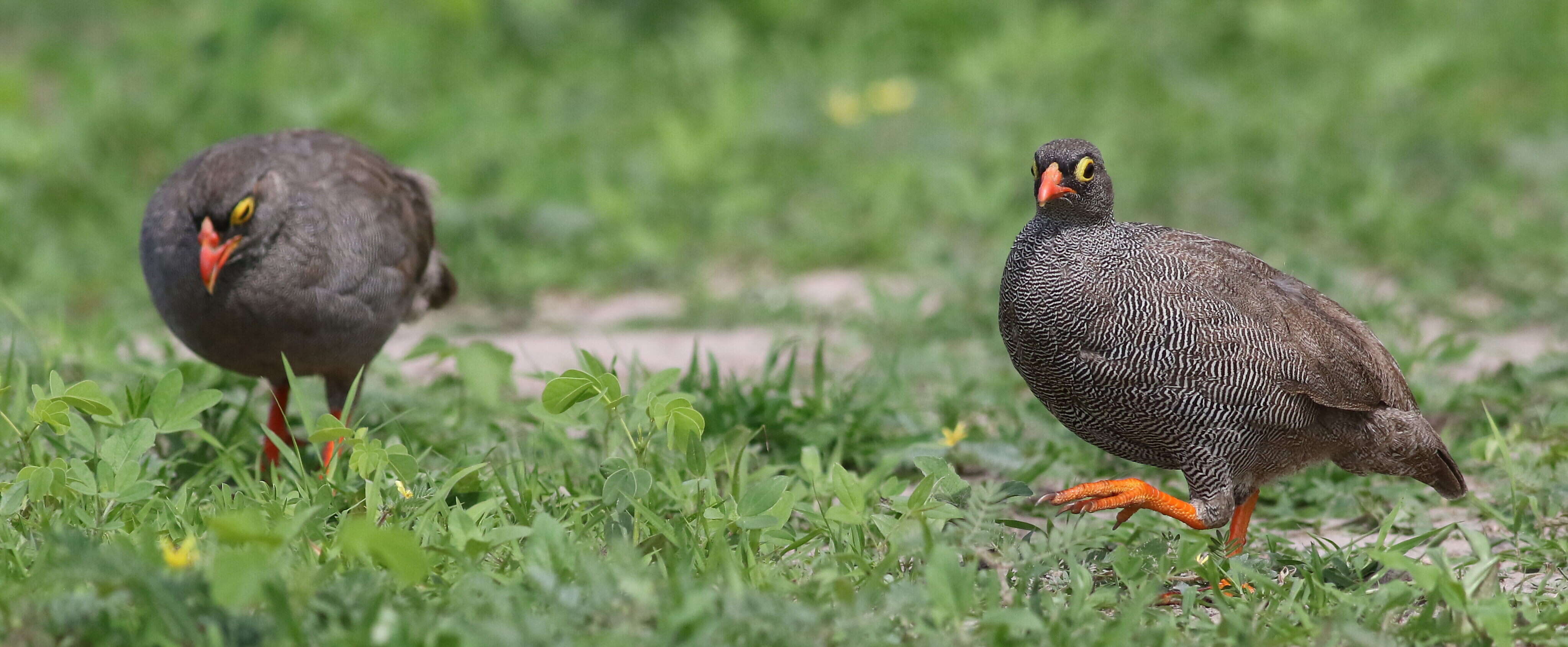 Image of Red-billed Francolin