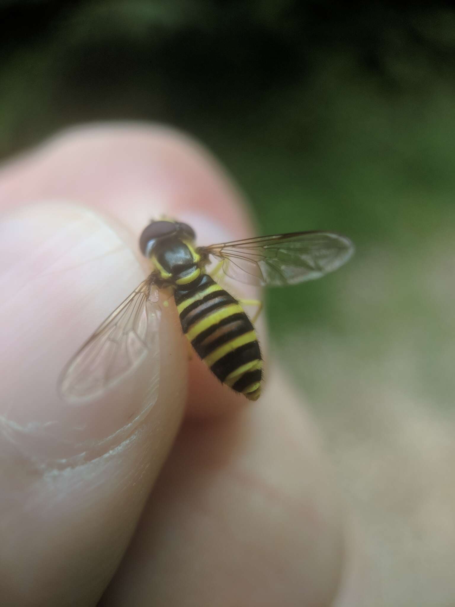 Xanthogramma flavipes (Loew 1863) resmi