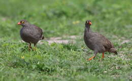 Image of Red-billed Francolin