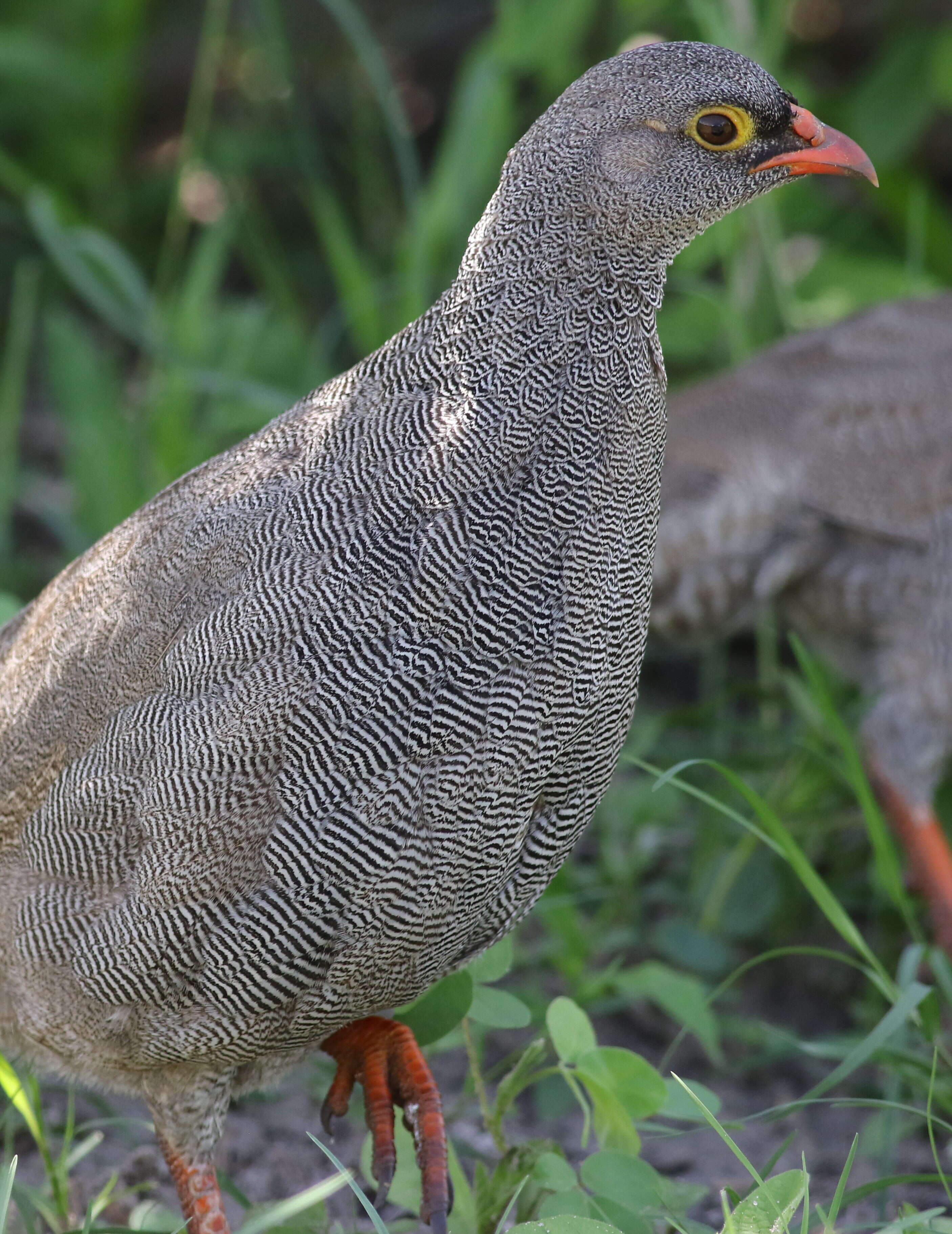 Image of Red-billed Francolin