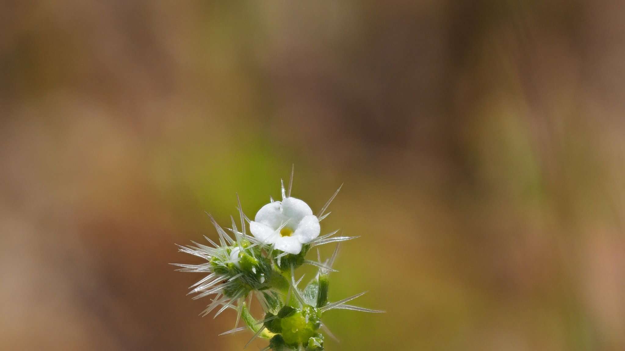 Image of moth combseed