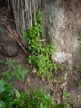 Image of Rorippa divaricata (Hook. fil.) Garn.-Jones & Jonsell