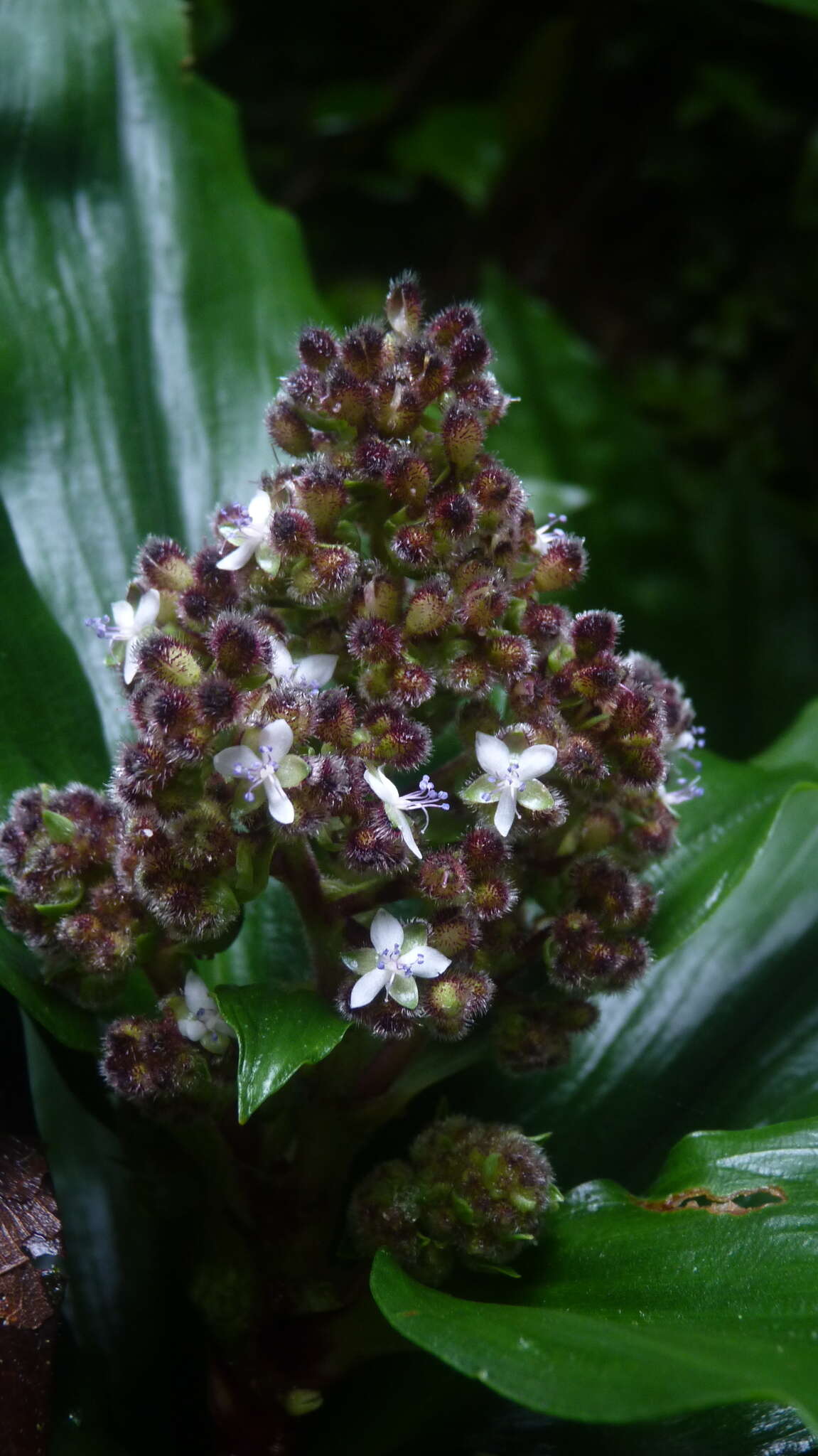 Слика од Floscopa robusta (Seub.) C. B. Clarke