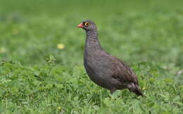 Image of Red-billed Francolin