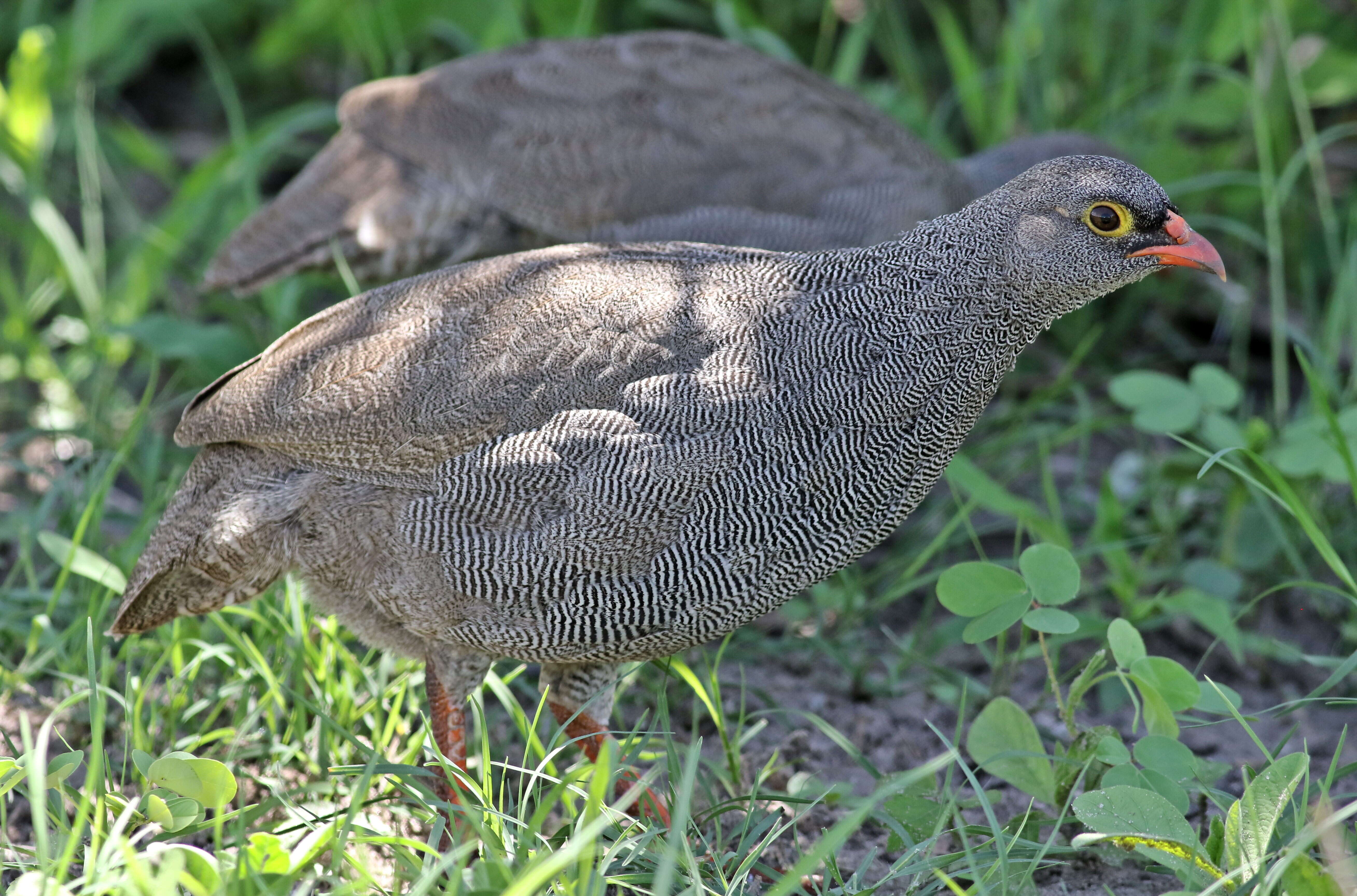 Image of Red-billed Francolin