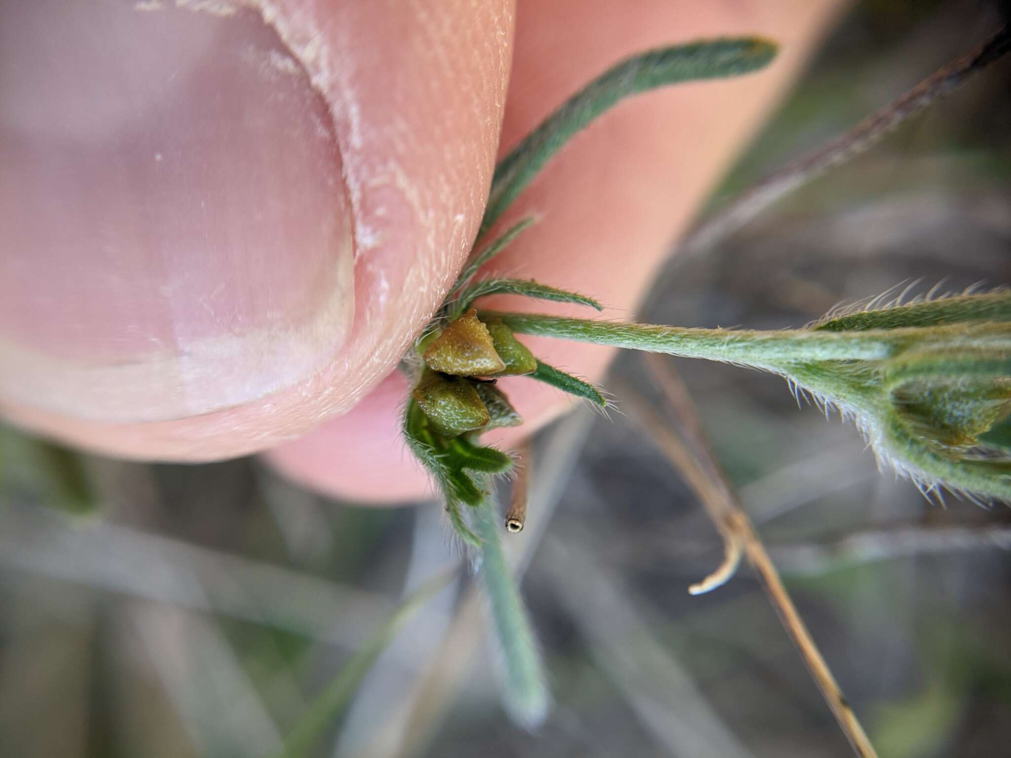 Image of San Antonio stoneseed