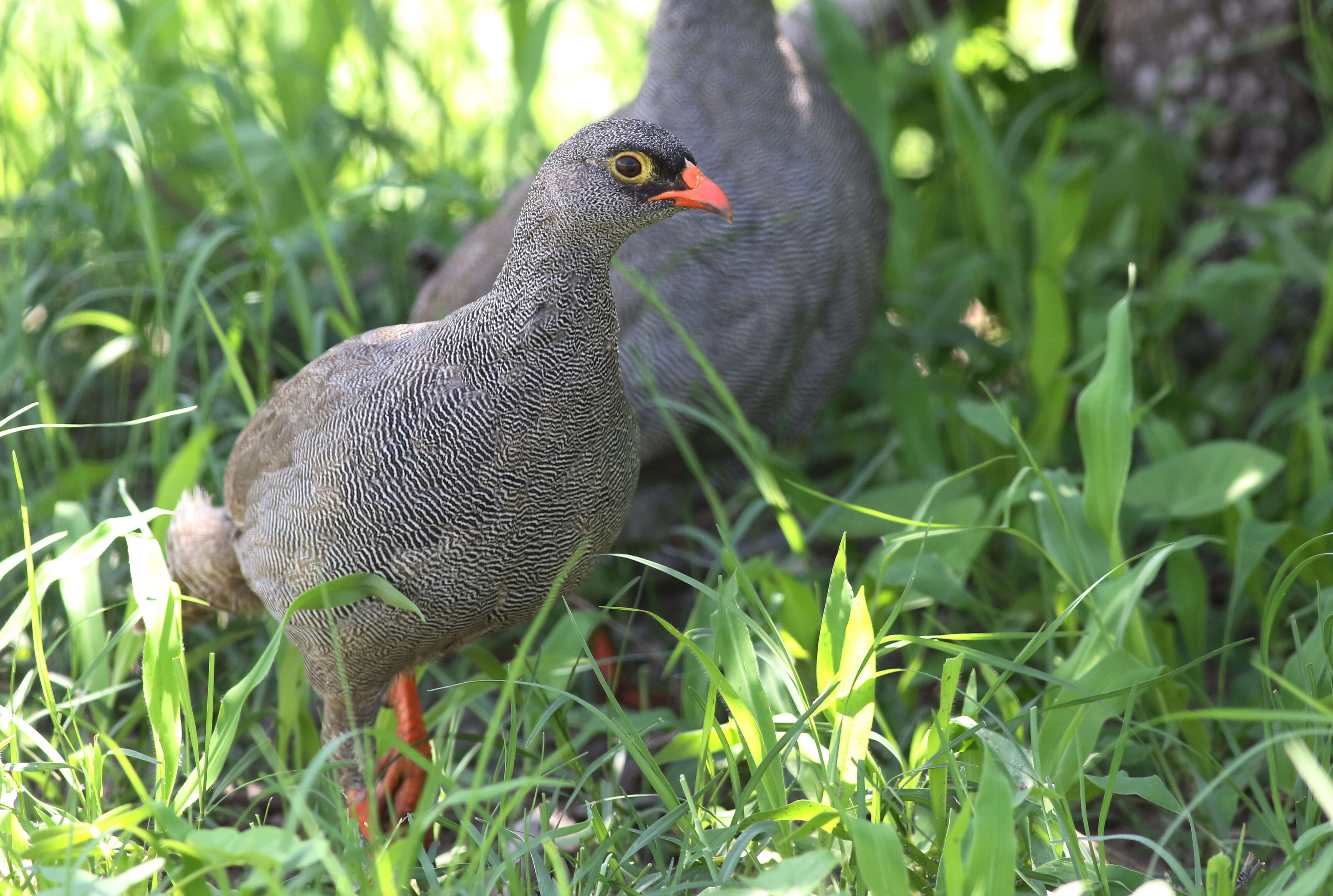 Image of Red-billed Francolin