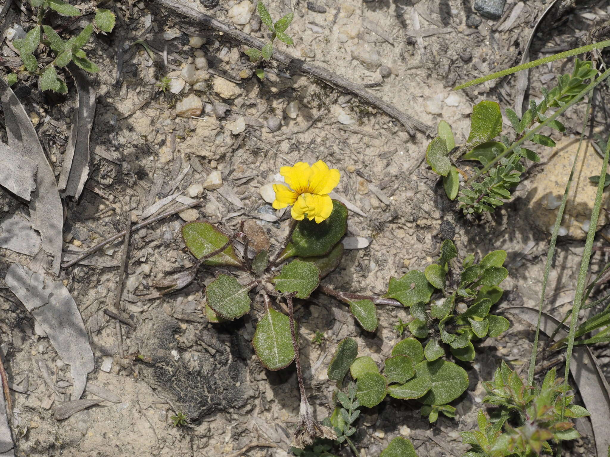 Image of Goodenia lanata R. Br.