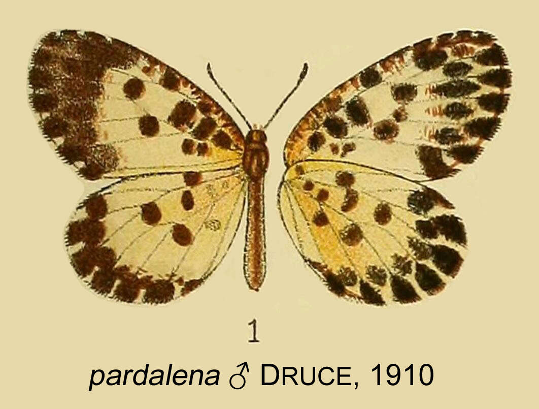 Image of Pentila maculata (Kirby 1887)