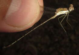 Imagem de Lestes pinheyi Fraser 1955