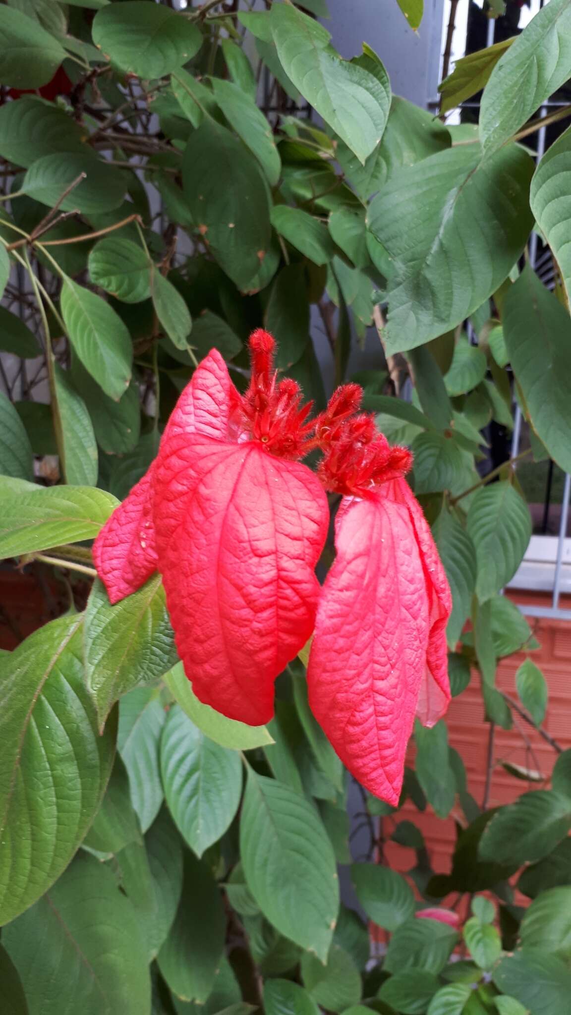 Image of red mussaenda