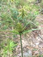 Image of Rough Flat Sedge