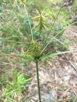 Sivun Cyperus retrofractus (L.) Torr. kuva