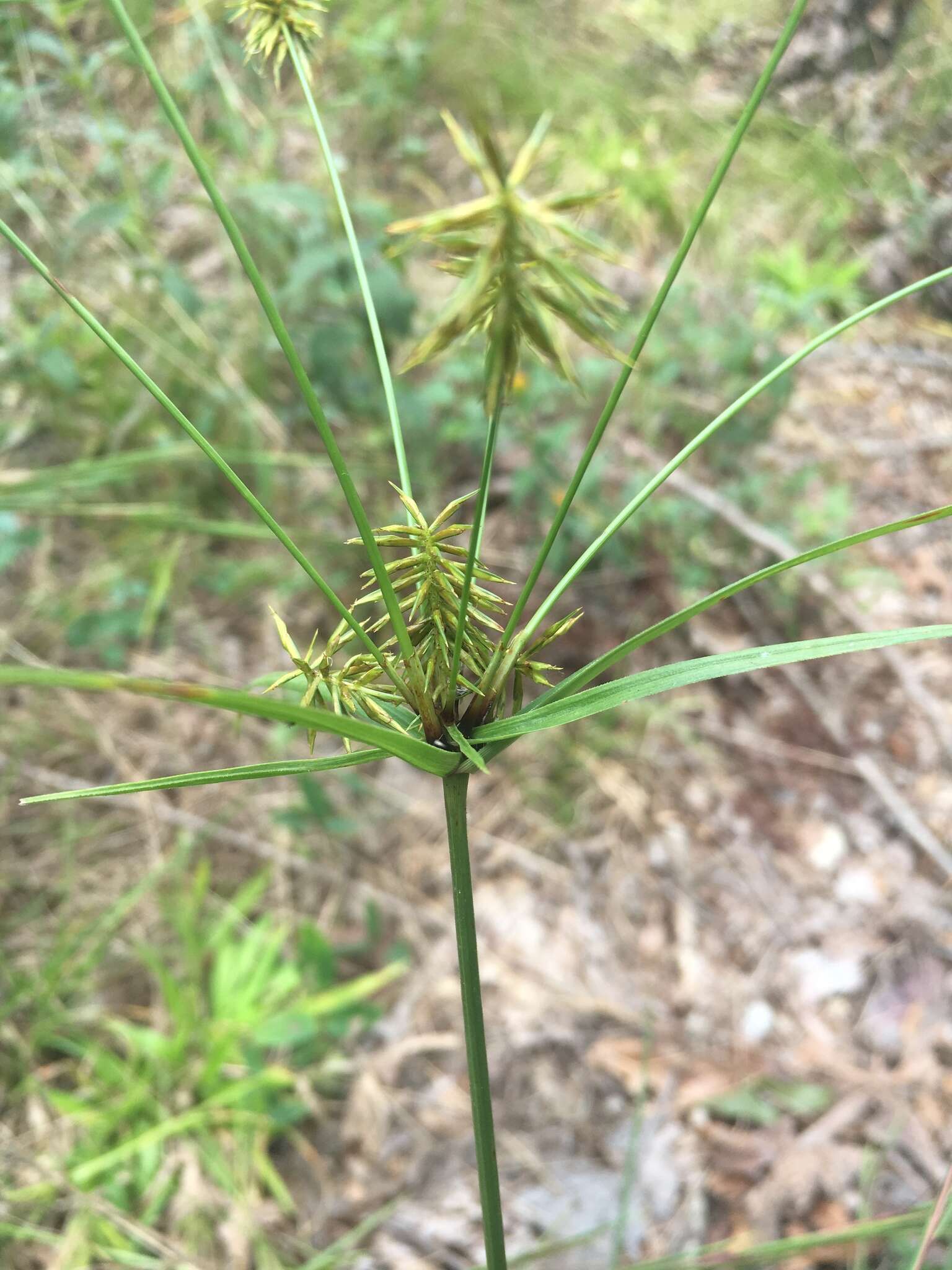 Image of Rough Flat Sedge