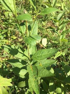 Silphium asteriscus L. resmi