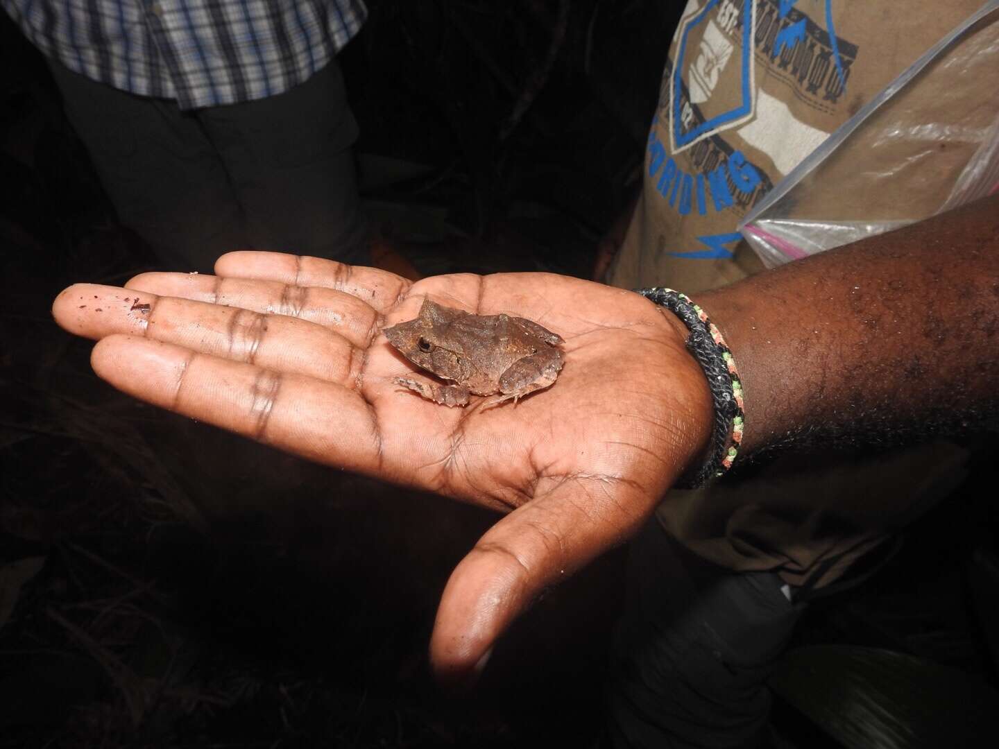 Image of Solomon Islands Leaf Frog