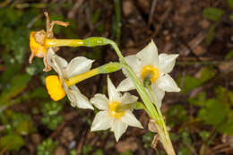 Image of Narcissus tazetta subsp. tazetta