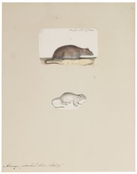Image of Greater Bandicoot Rat
