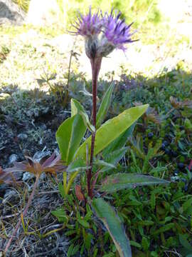 صورة Saussurea alpina (L.) DC.