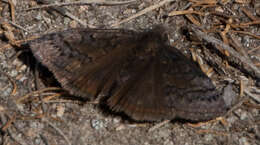 Image of Sleepy Duskywing