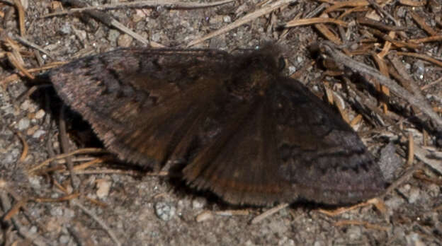 Image of Sleepy Duskywing