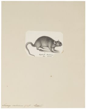 Image of Spiny mouse